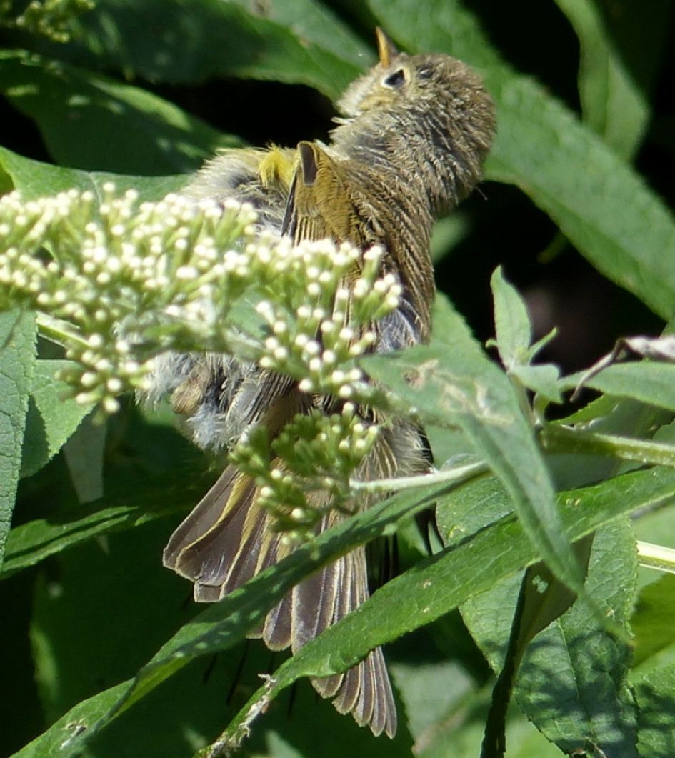 welk vogeltje is dit.